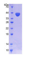 Figure 1. SDS-PAGE