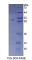 Figure 1. SDS-PAGE