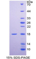 Figure 1. SDS-PAGE