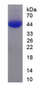 Figure 1. SDS-PAGE