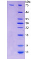 Figure 2. SDS-PAGE