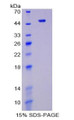 Figure 1. SDS-PAGE