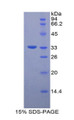 Figure 1. SDS-PAGE