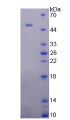 Figure 2. SDS-PAGE