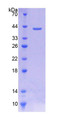 Figure 1. SDS-PAGE