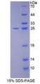 Figure 1. SDS-PAGE