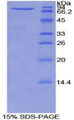 Figure 1. SDS-PAGE