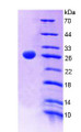 Figure 1. SDS-PAGE