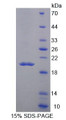 Figure 1. SDS-PAGE