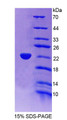 Figure 1. SDS-PAGE