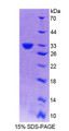 Figure 1. SDS-PAGE