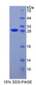 Figure 1. SDS-PAGE