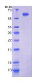 Figure 3. SDS-PAGE