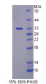 Figure 1. SDS-PAGE