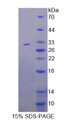 Figure 1. SDS-PAGE