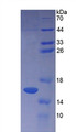 Figure 3. SDS-PAGE