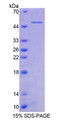 Figure 1. SDS-PAGE