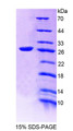 Figure 1. SDS-PAGE