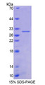 Figure 1. SDS-PAGE