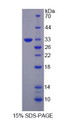 Figure 1. SDS-PAGE