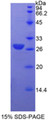 Figure 1. SDS-PAGE