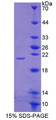 Figure 1. SDS-PAGE