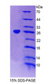 Figure 1. SDS-PAGE