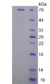 Figure 2. SDS-PAGE