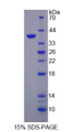 Figure 1. SDS-PAGE