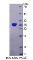 Figure 1. SDS-PAGE