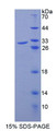 Figure 1. SDS-PAGE