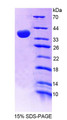 Figure 1. SDS-PAGE