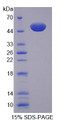 Figure 1. SDS-PAGE