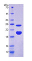 Figure 1. SDS-PAGE