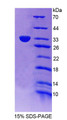 Figure 1. SDS-PAGE