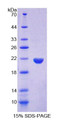 Figure 1. SDS-PAGE