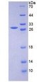 Figure 2. SDS-PAGE