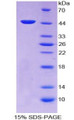 Figure 1. SDS-PAGE