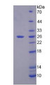 Figure 2. SDS-PAGE