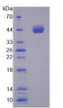 Figure 3. SDS-PAGE