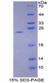 Figure 1. SDS-PAGE