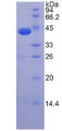 Figure 2. SDS-PAGE