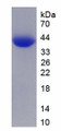 Figure 1. SDS-PAGE