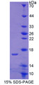 Figure 1. SDS-PAGE