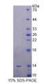 Figure 2. SDS-PAGE