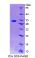 Figure 1. SDS-PAGE