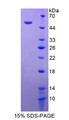 Figure 1. SDS-PAGE