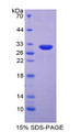 Figure 1. SDS-PAGE