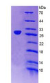 Figure 2. SDS-PAGE