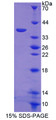 Figure 1. SDS-PAGE